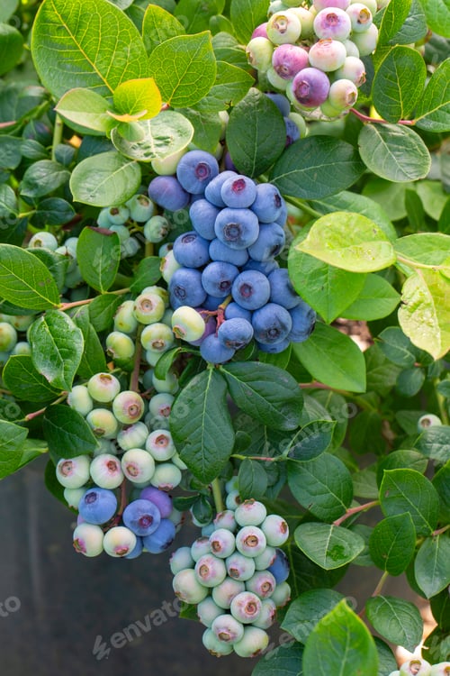 Preview: Blueberry farm with bunch of ripe fruits on tree during harvest season in Izmir, Turkey.