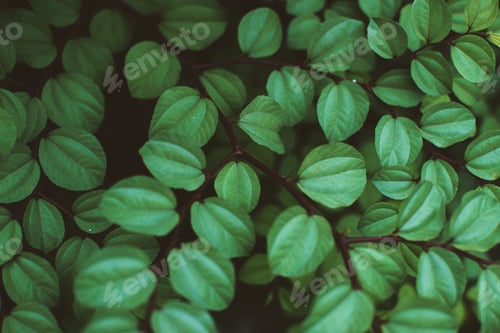 Preview: Beautiful green leaves background. Natural creative layout for wallpaper and advertising.