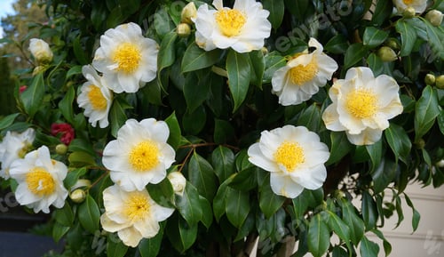 Preview: Camellia Japonica Kamo – Honnami flower.