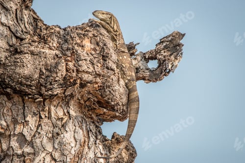 Preview: Rock monitor in a tree.