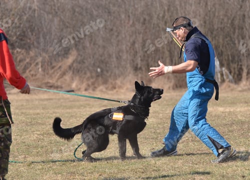 Preview: Dog Training