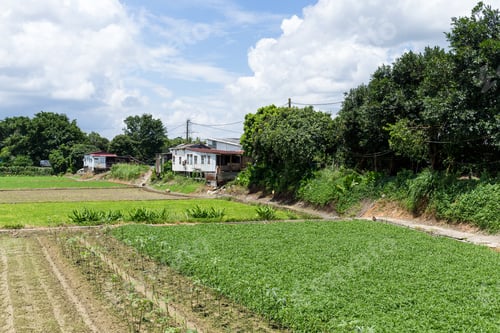 Preview: Green field in countryside