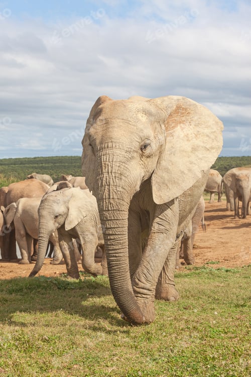 Preview: Elephant Keeping Watch