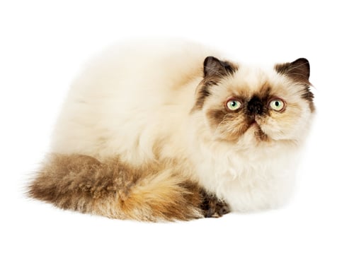 Preview: Cream Persian cat