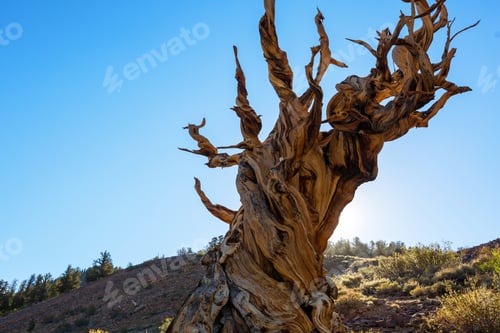 Preview: Ancient tree