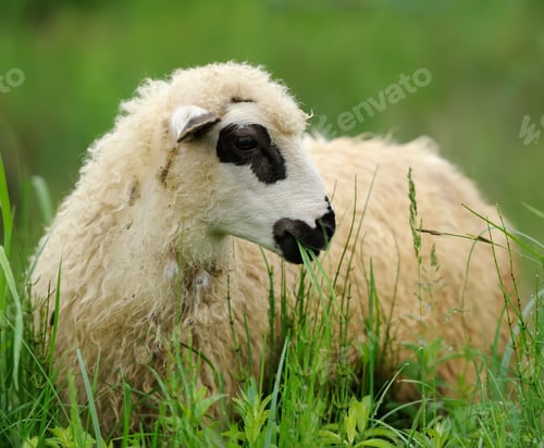 Preview: Flock sheep on a summer field