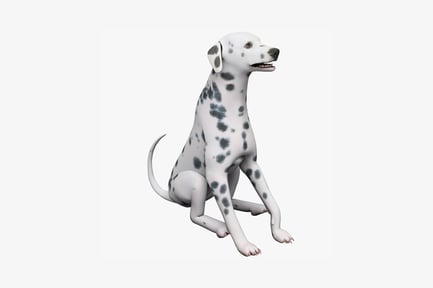 Preview: Seated dalmatian with characteristic markings