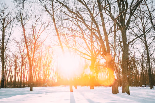 Preview: Beautiful Sunset Sunrise Sun Sunshine In Sunny Winter Snowy Forest Park. Sunlight Through Woods In