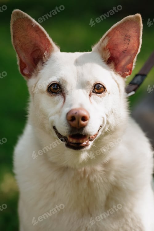 Preview: white dog in park on walk with its owner. walking and training of pets during daytime.