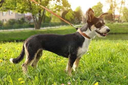 Preview: Cute dog with leash on green grass in park
