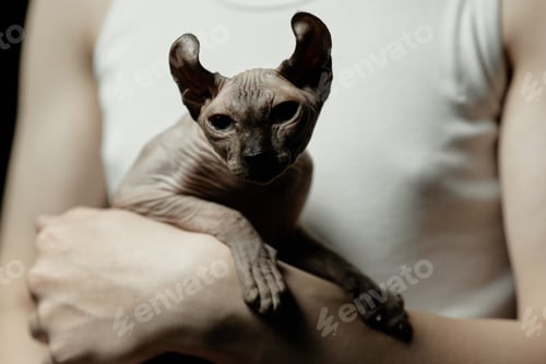 Preview: Portrait of Hairless Sphynx Cat Sitting on Hands of Man in Hard Light