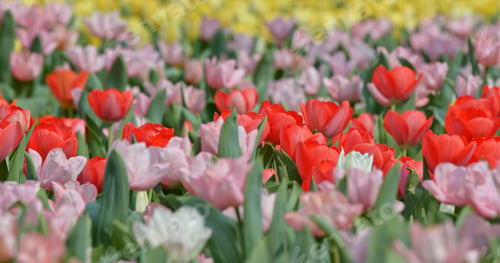 Preview: Tulips flowers spring bloom in the garden