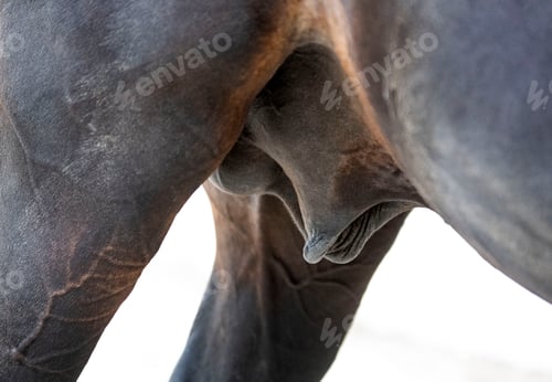 Preview: testicles of horse