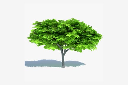 Preview: Stylized American Elm: Game Ready Foliage