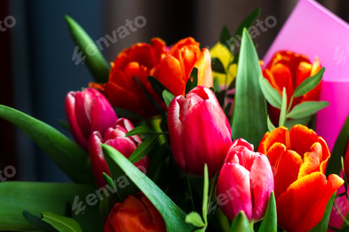 Preview: Beautiful and delicate bouquet of red and pink tulips close-up in daylight