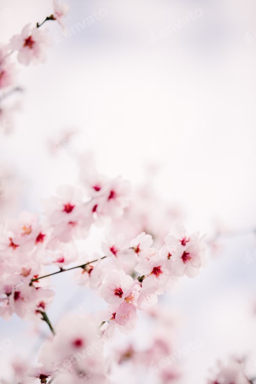 Preview: Almond blossom in springtime. Blooming almond tree with white and pink flowers.