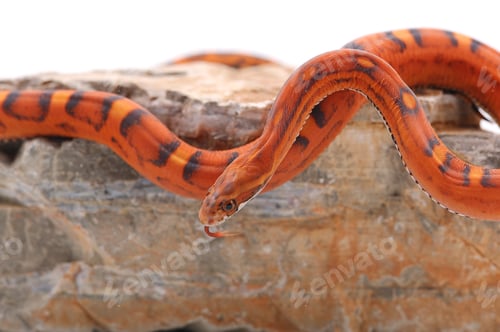 Preview: scaleless corn snake isolated on white background