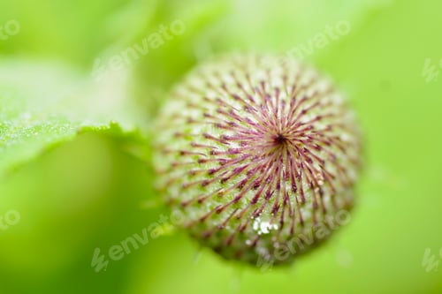 Preview: Green