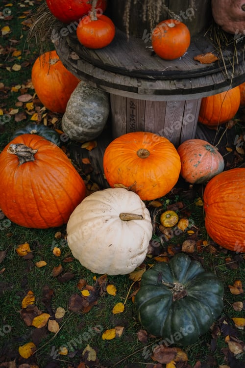 Preview: Colorful pumpkins on a dark background
