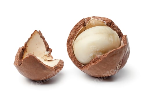 Preview: Macadamia nut in a broken shell
