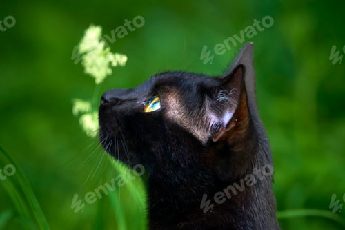 Preview: Soft focus of a Bombay cat looking up with blurry greenery in the background