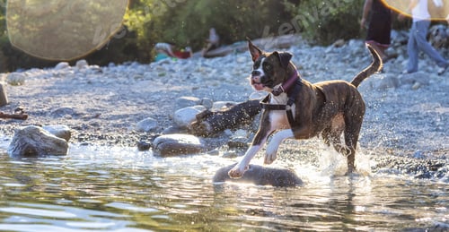 Preview: Playful and Funny Boxer Dog swimming in the water