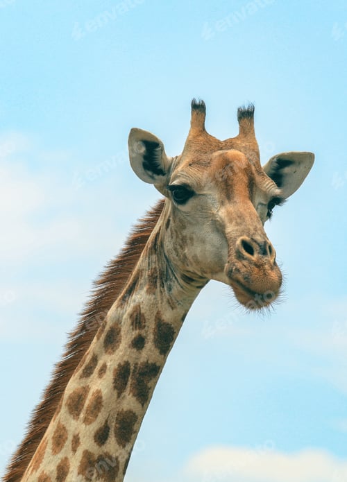Preview: A giraffe stands tall against the clear sky in a national park in Botswana