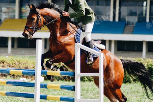 Preview: horse