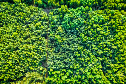 Preview: Top view of green forest in summer, aerial view