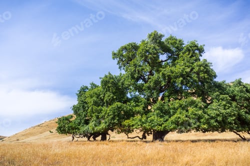 Preview: Large valley oak (Quercus lobata) surrounded by fields of dry grass