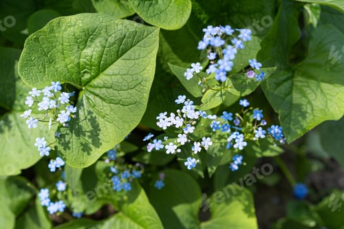 Preview: Beautiful photo of forget-me-nots close-up. Myosotis.