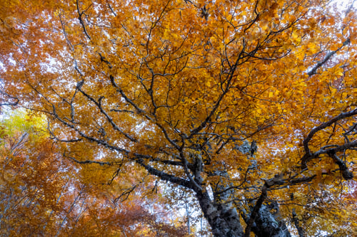 Preview: Autumn foliage in the mountains