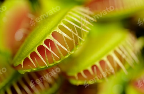 Preview: Group of Venus flytraps