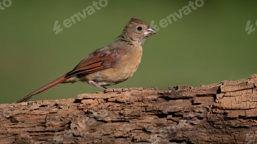 Preview: Juvenile Northern Cardinal