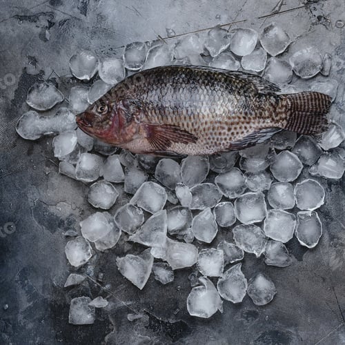 Preview: top view of fresh raw fish on ice cubes on grey