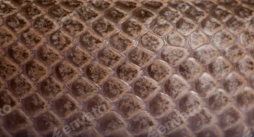 Preview: Close-up of scale of snake