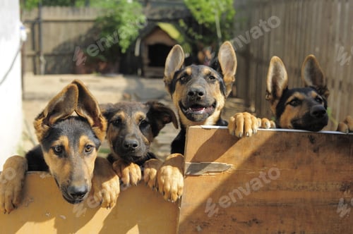 Preview: 4 German shepherd puppies sticking their heads out of a rural backyard