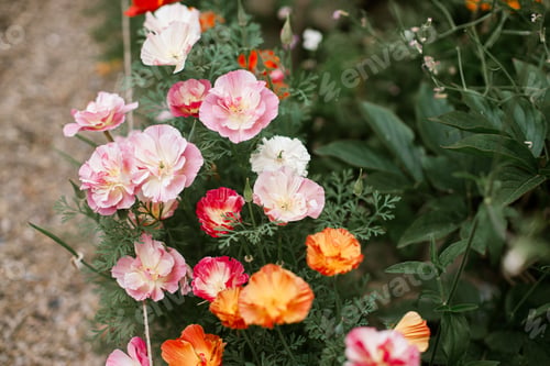 Preview: Beautiful pink california poppies blooming in cottage garden