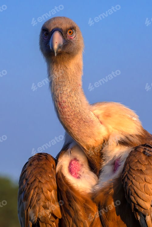 Preview: Eurasian Griffon Vulture
