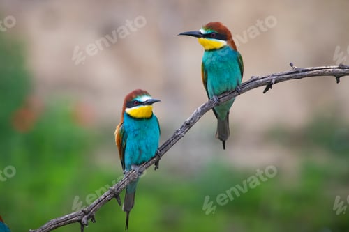 Preview: European bee eater, Merops apiaster. Common bee-eater. Close-up