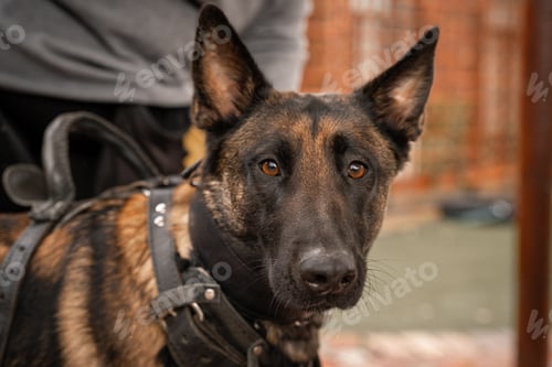 Preview: Close-up of German Shepherd dog wearing a harness, with a blurred background of a person and a fence