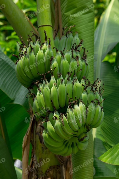 Preview: Cultivated banana in the garden.