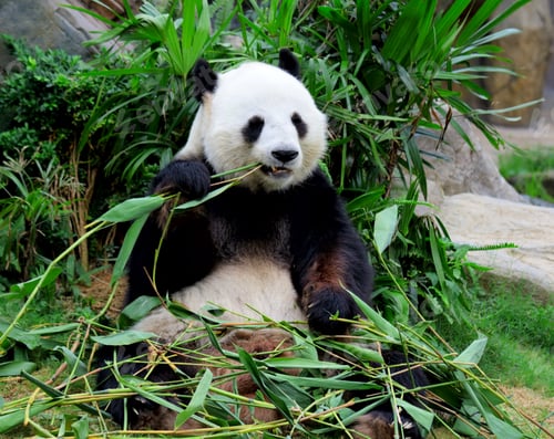 Giant Panda Eating Bamboo Surrounded by Greenery
