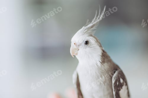 Preview: cockatiel, bird, pet, parrot