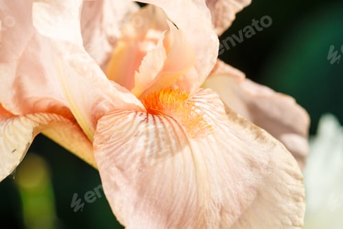 Preview: Beautiful multicolored iris flower bloom in the garden.