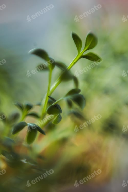 Preview: seedlings macro photography