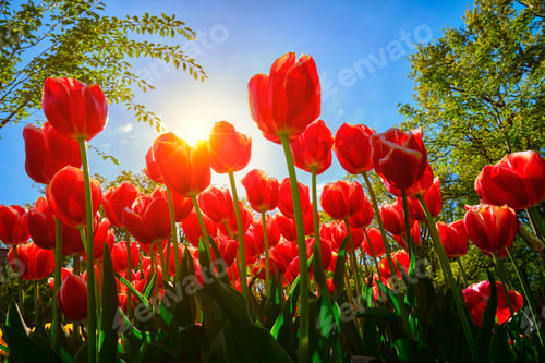 Preview: Blooming tulips against blue sky low vantage point