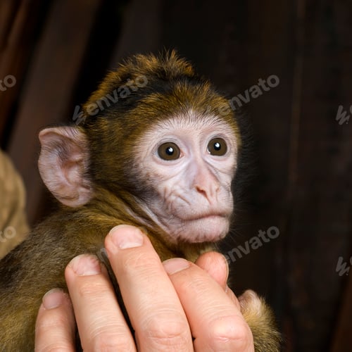 Preview: baby Barbary Macaque - Macaca sylvanus