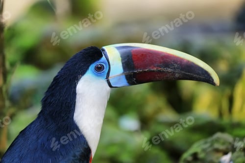 Preview: Ramphastos tucanus in a zoo
