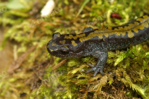 Preview: Closeup shot of long-toed salamander, Ambystoma macrodactylum